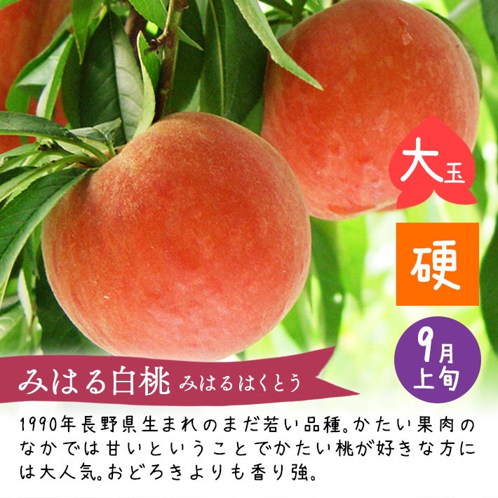 8～9月お届け かたい桃 硬い桃 頒布会 美郷 おどろき みはる CX シー