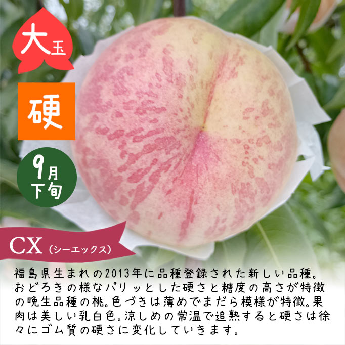 8～9月お届け かたい桃 硬い桃 頒布会 美郷 おどろき みはる CX シー