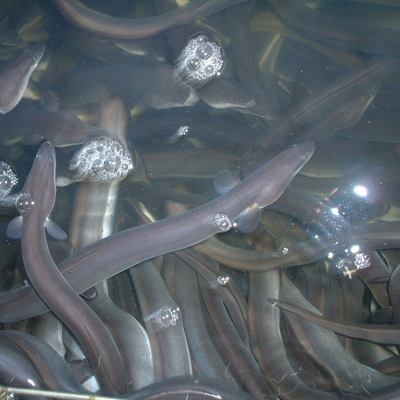 ̵ 縩 ʤƤ 200g2 (졢ܥդ)