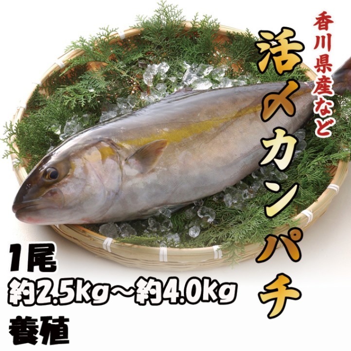 養殖 活〆カンパチ　1尾