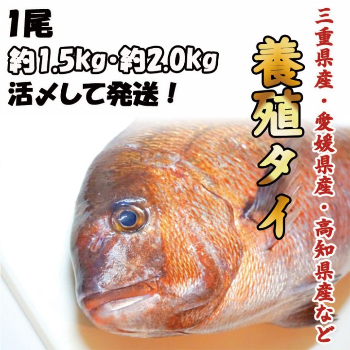 養殖タイ　1尾