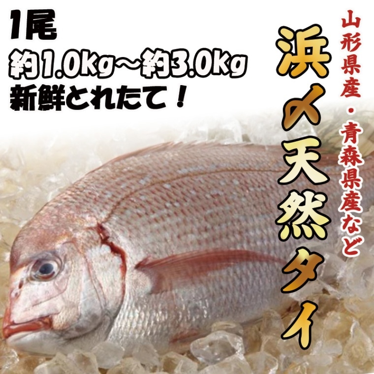 浜〆天然タイ　1尾