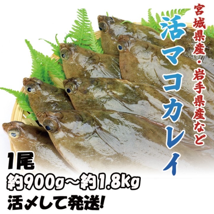 活マコカレイ　1尾