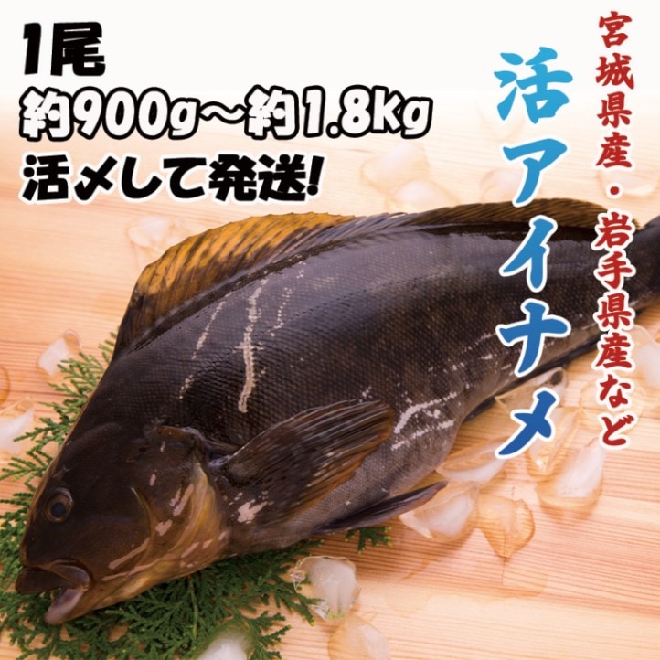 活アイナメ　1尾