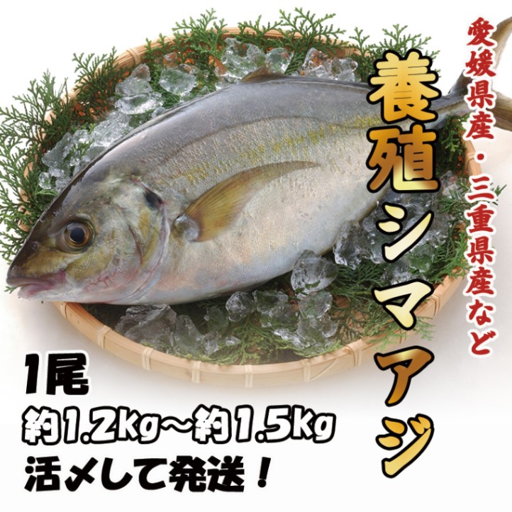 養殖シマアジ　1尾