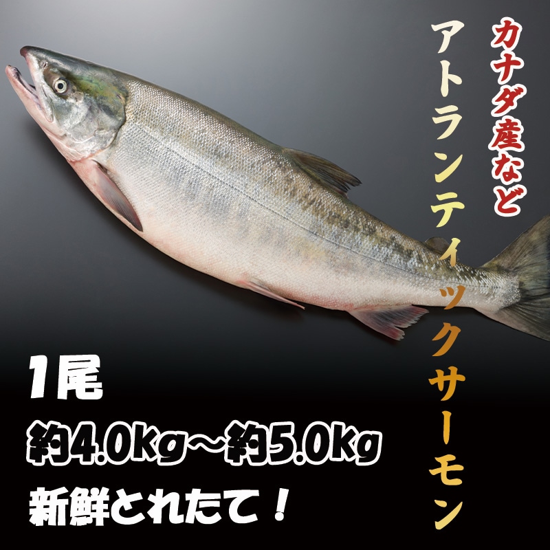 アトランティックサーモン　1尾