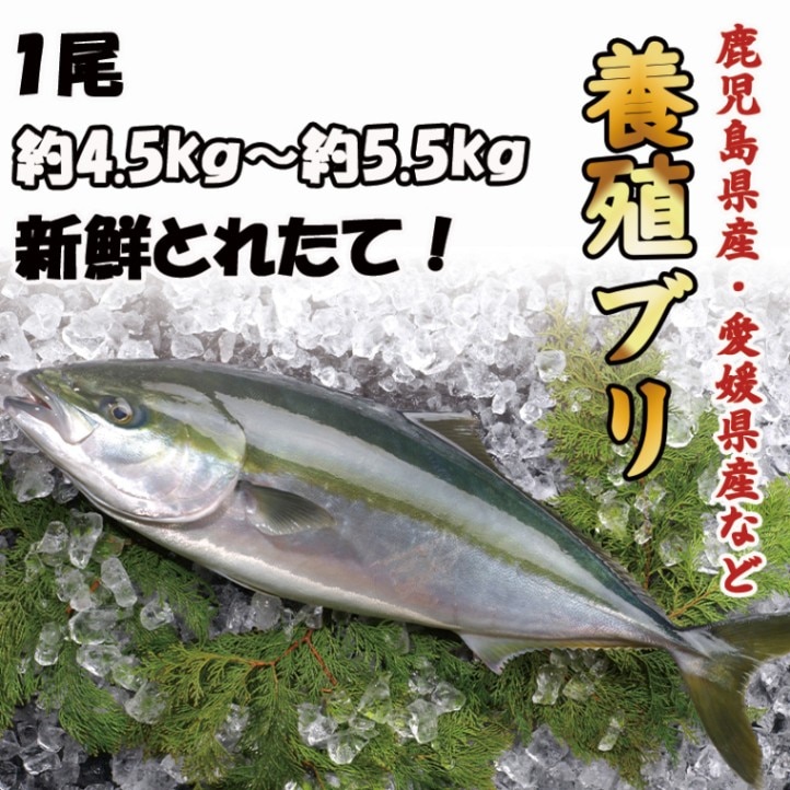 養殖ブリ　1尾