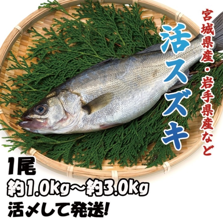 活スズキ　1尾