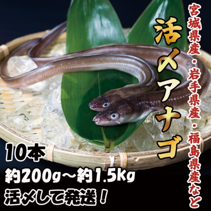 活〆アナゴ　10本