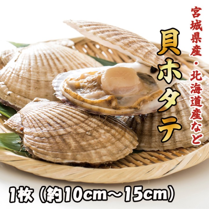 養殖 貝ホタテ 1枚 | 貝 | さかなやマルカ
