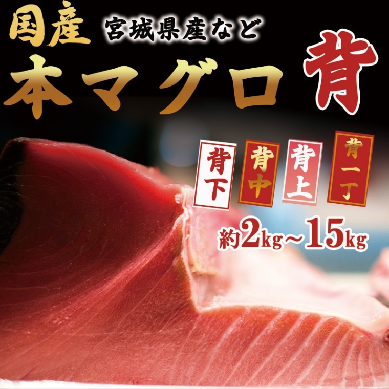 【国産】本マグロ（背）　kg単位　