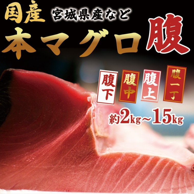 【国産】本マグロ（腹）　kg単位