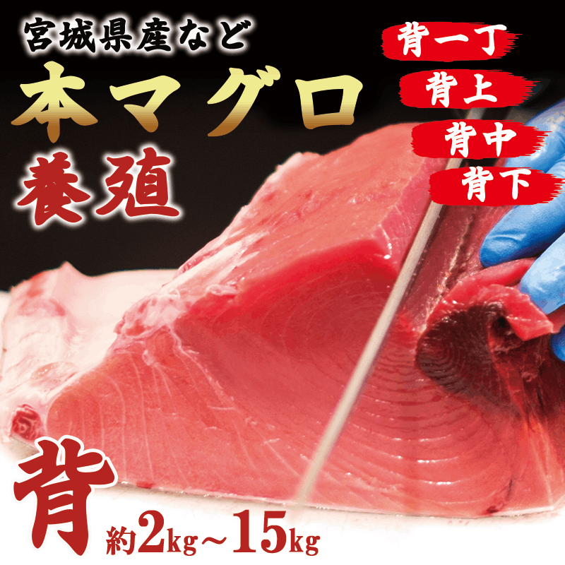 【養殖】本マグロ（背）　kg単位