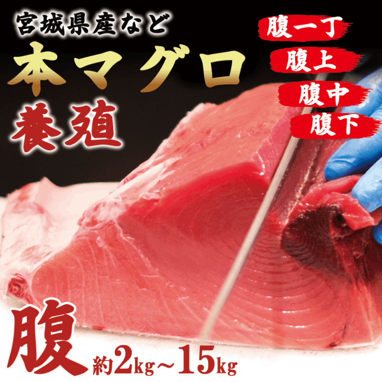 【養殖】本マグロ（腹）　kg単位