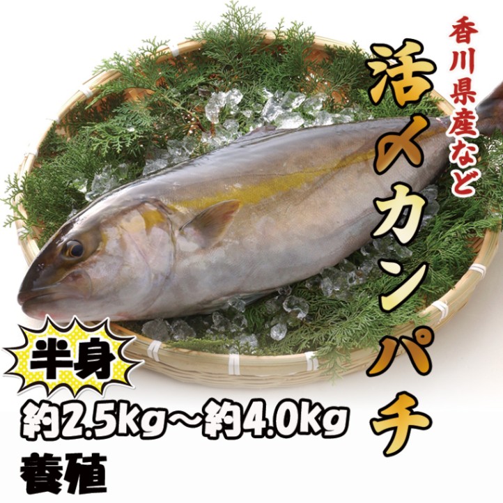 養殖 活〆カンパチ　半身