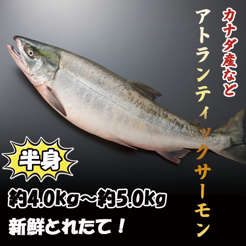 アトランティックサーモン　半身