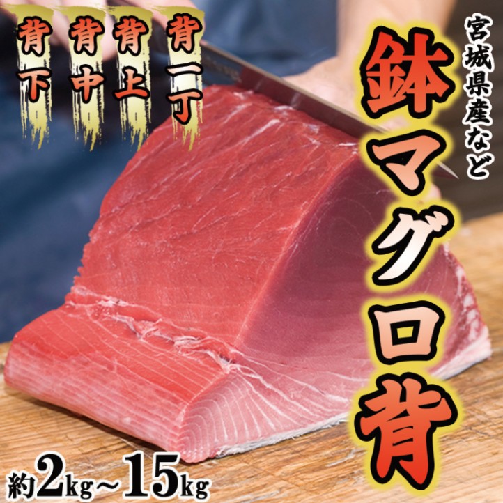 鉢マグロ（背）　kg単位