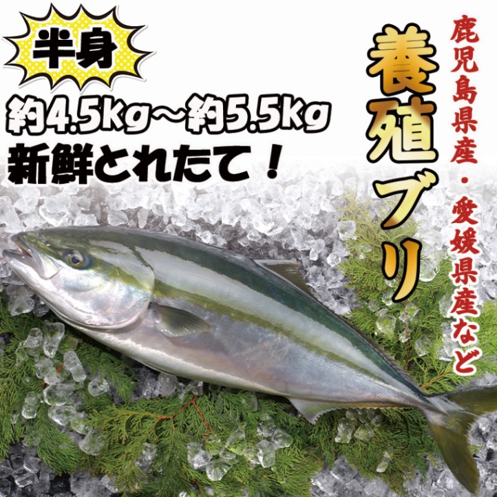 養殖ブリ　半身