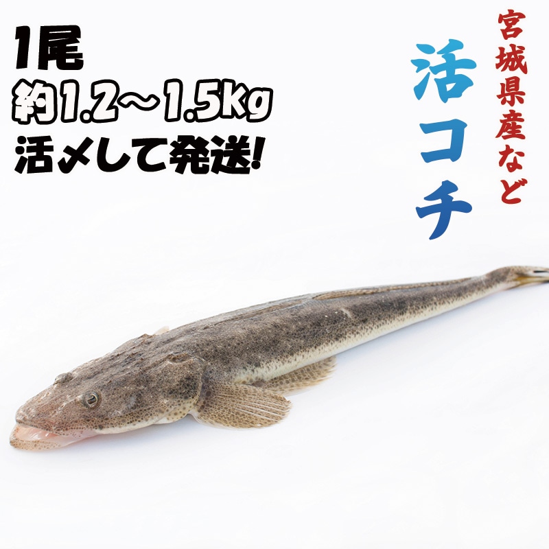 活コチ　1尾