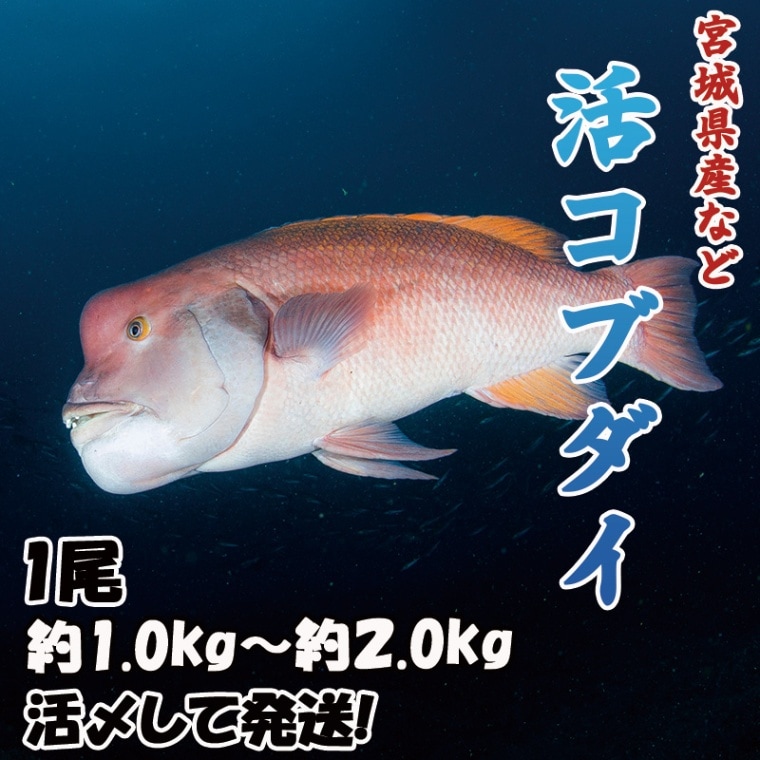 活コブダイ　1尾