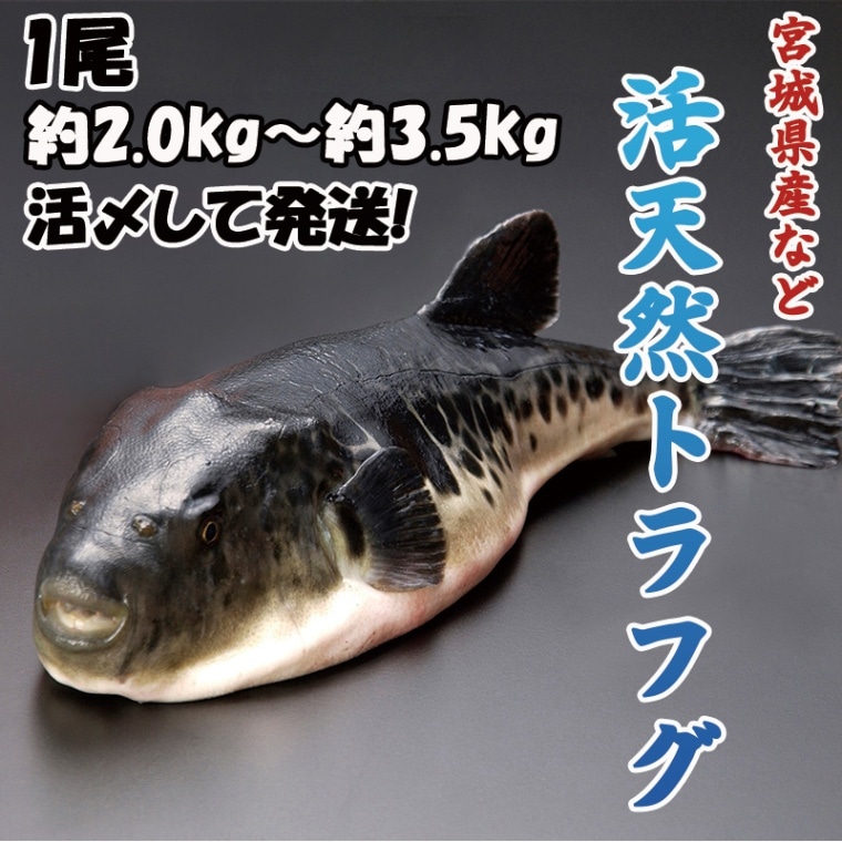 活天然トラフグ　１尾