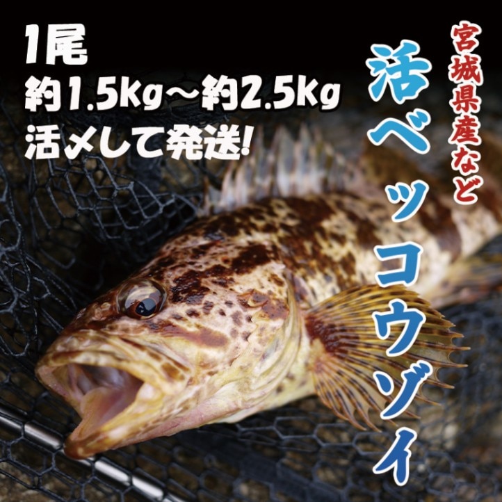 活ベッコウゾイ　１尾