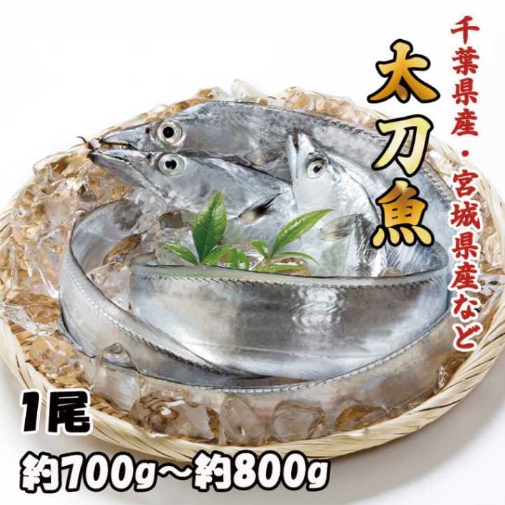 太刀魚　１尾