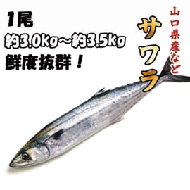 顡