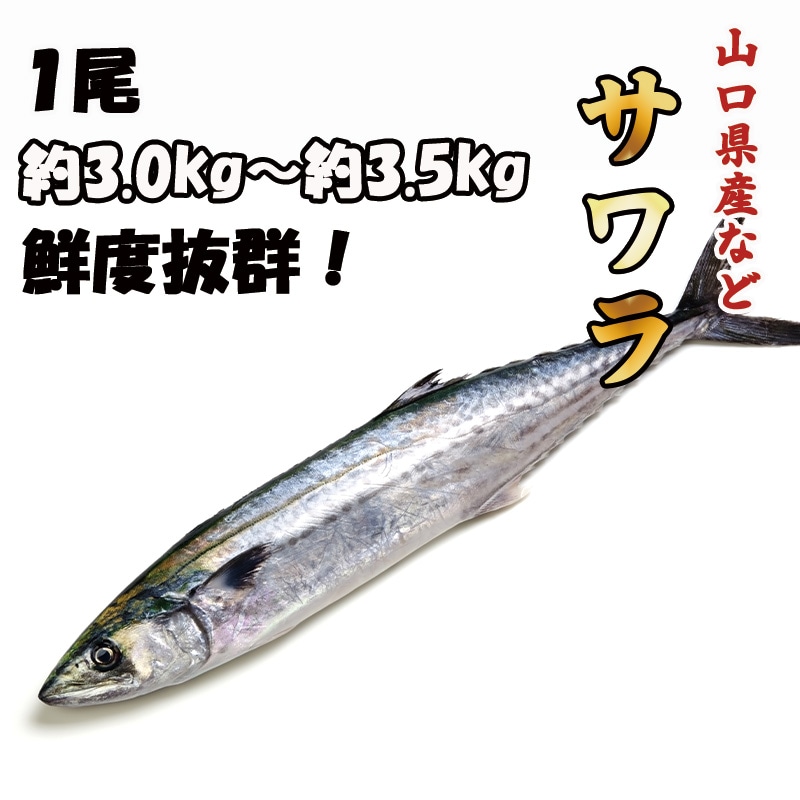 サワラ　１尾