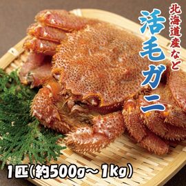 ���ӥ��ˡ�����