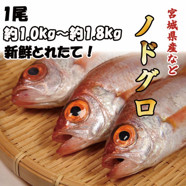 ノドグロ　1尾