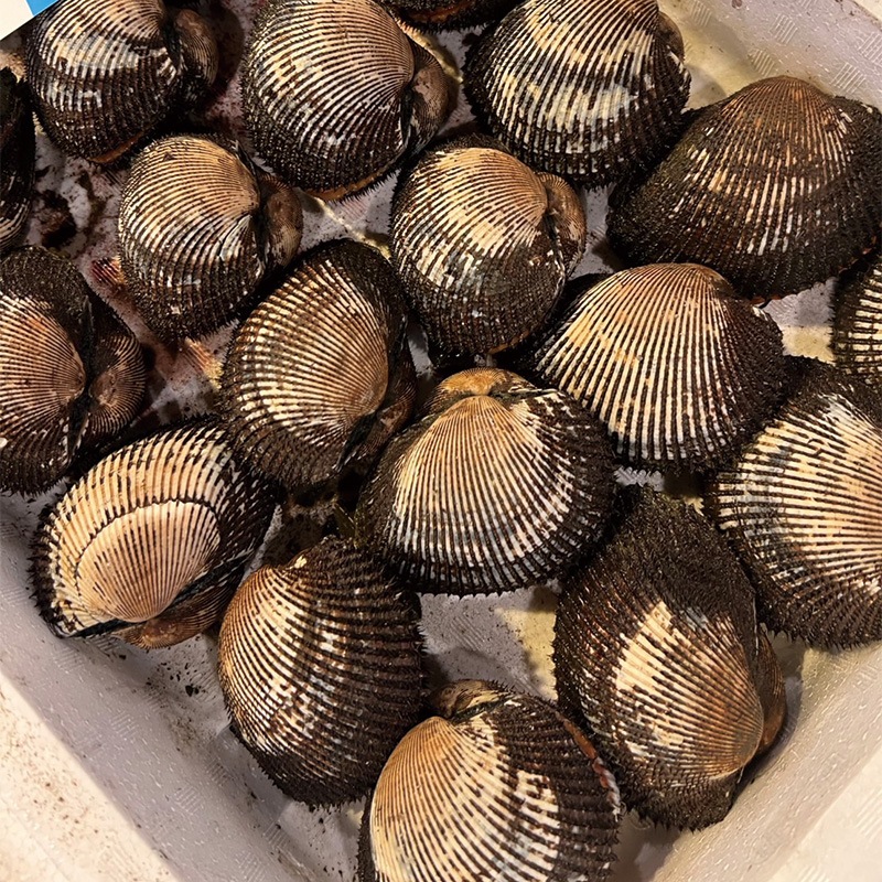赤貝 1kg | 貝 | さかなやマルカ