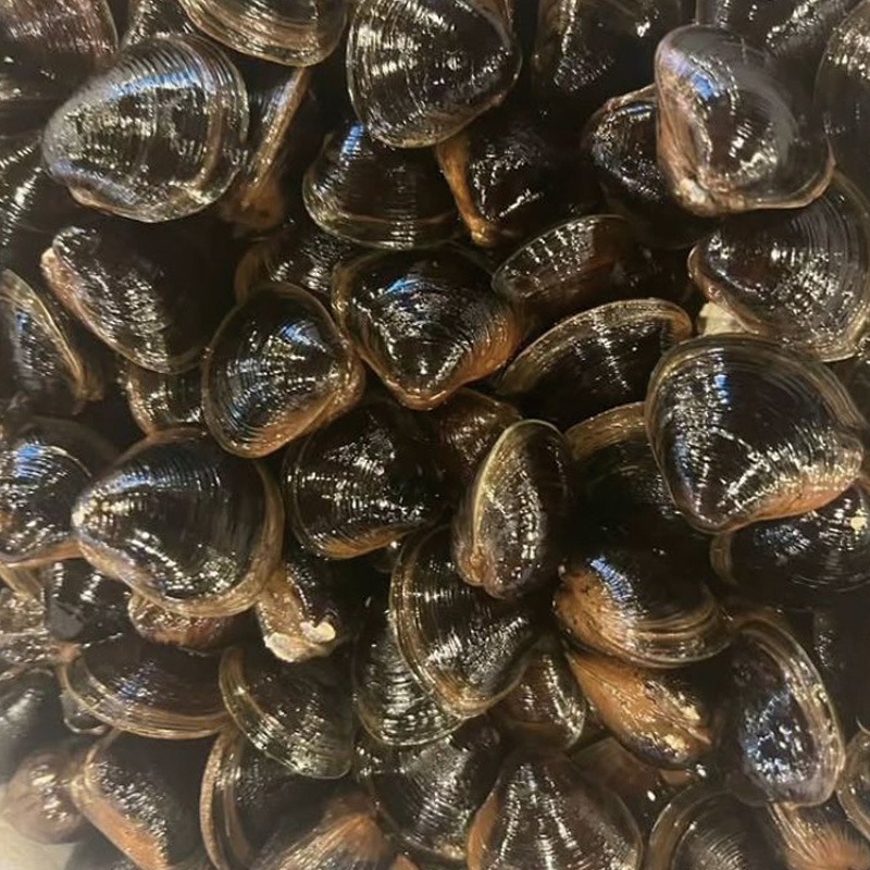 ���礷���ߡ���kg