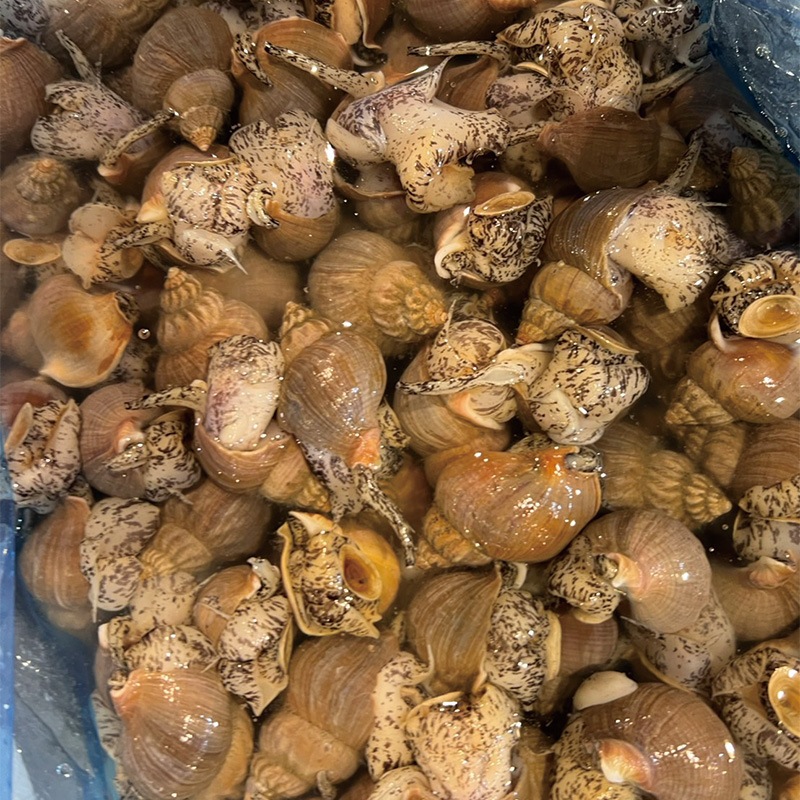 ��Ĥ֡���kg