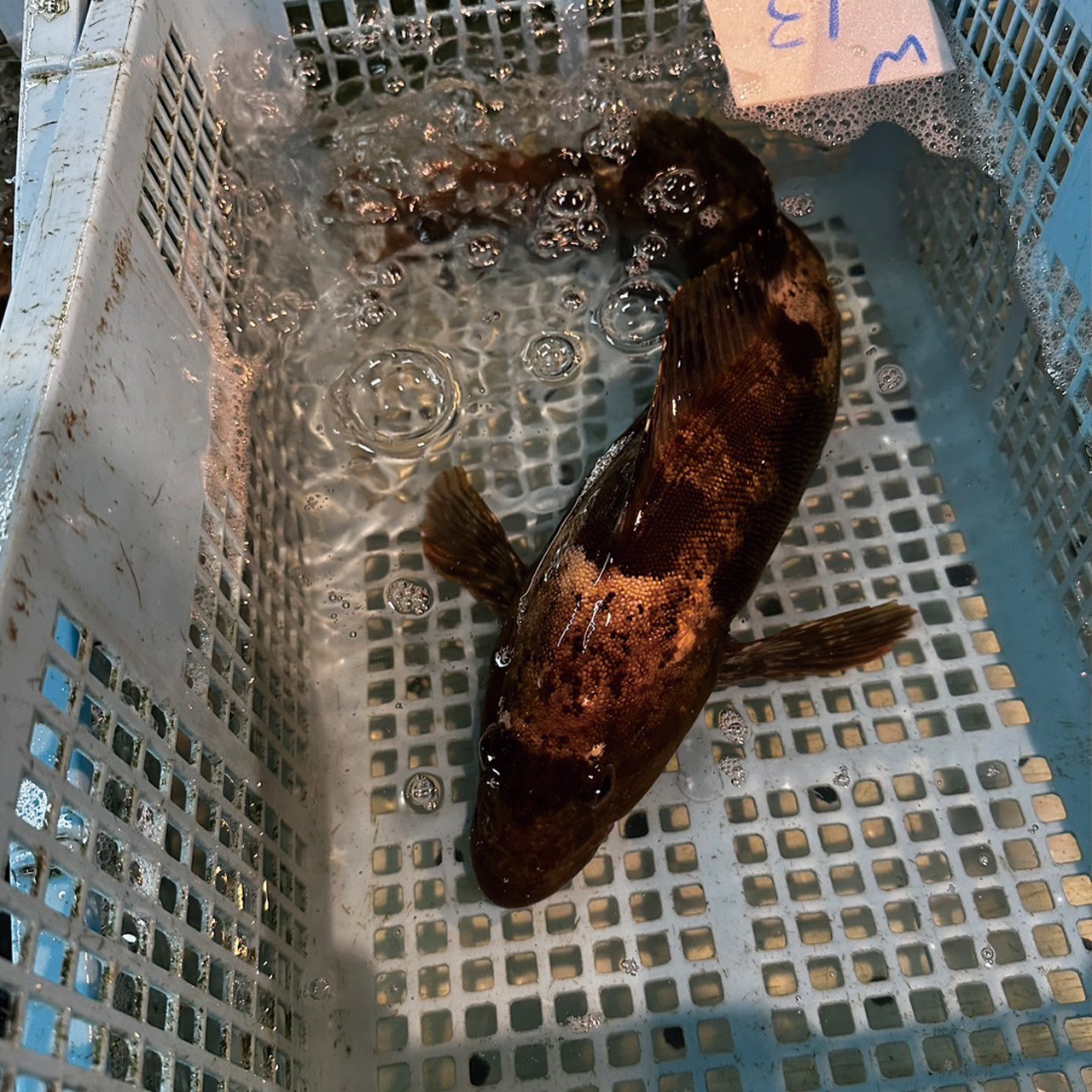 �襢���ʥᡡ1��