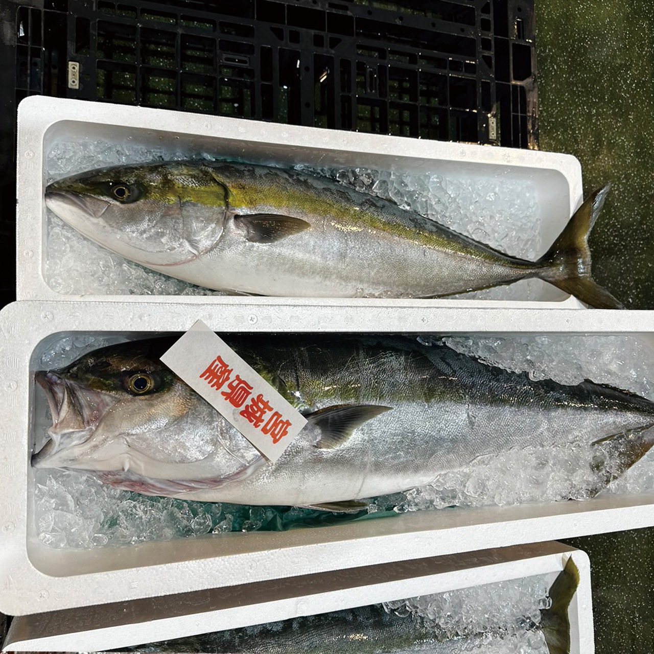 �ܿ��֥ꡡ1��