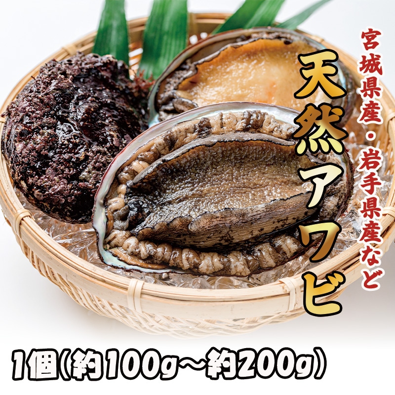 天然アワビ 1個 | 貝 | さかなやマルカ