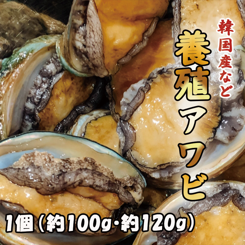刺身用養殖アワビ(約1kg)★個別真空★(10～15玉) あわび（Lサイズ 1kg 1箱12個入り 殻つきお刺身用アワビ