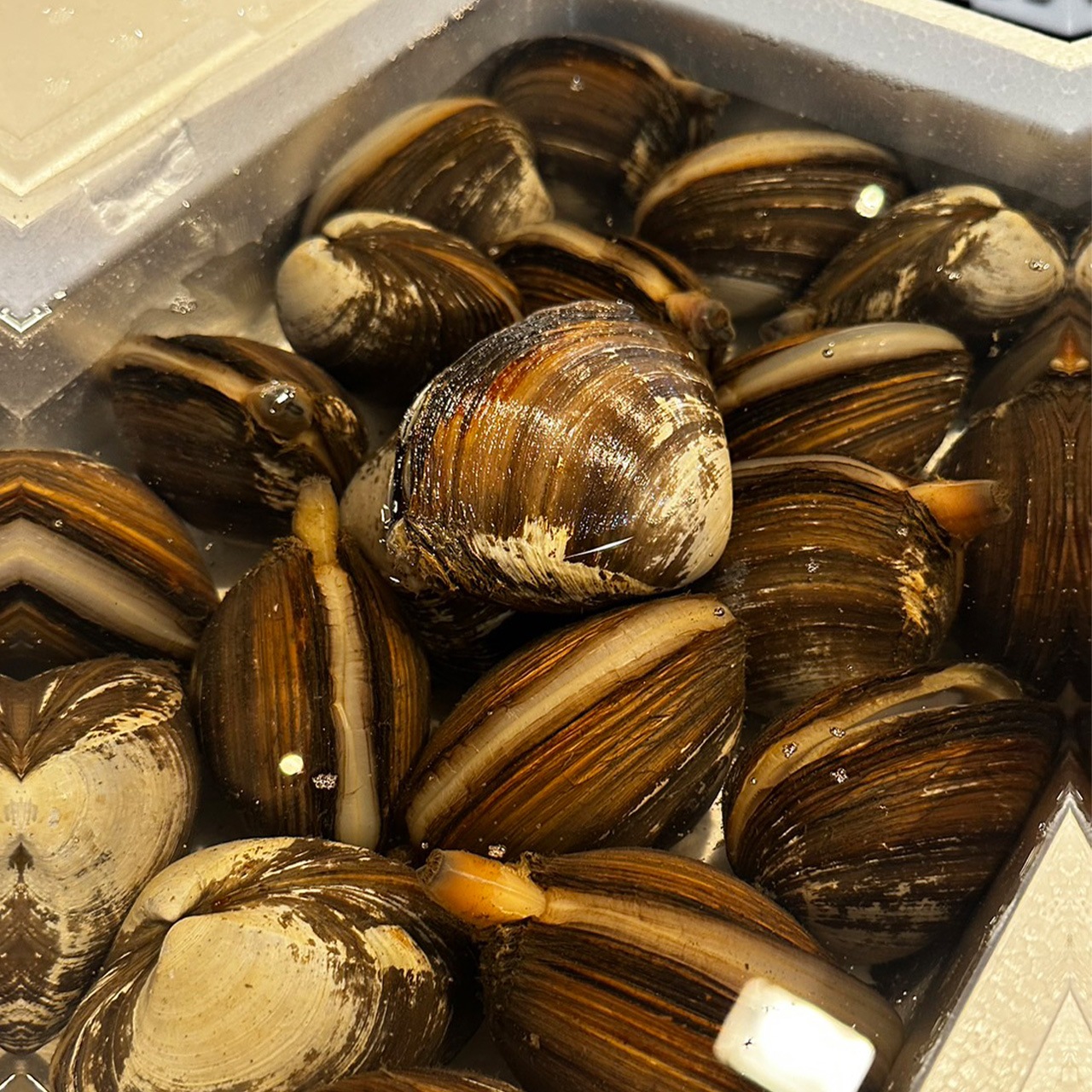 貝ホッキ 1個 | 貝 | さかなやマルカ