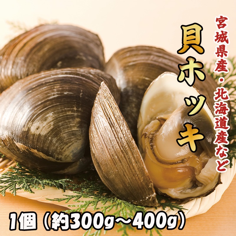 貝ホッキ 1個 | 貝 | さかなやマルカ