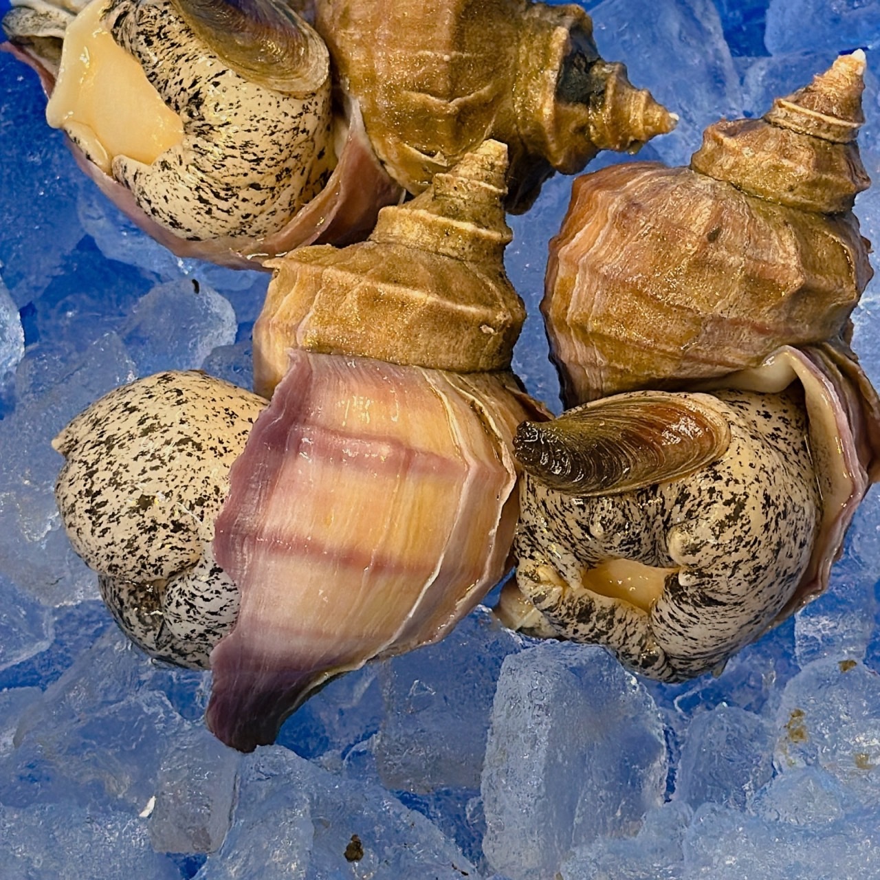 �̳��Ĥ֡�1��