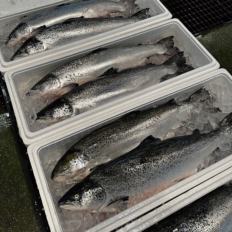 ���ȥ��ƥ��å��������Ⱦ��