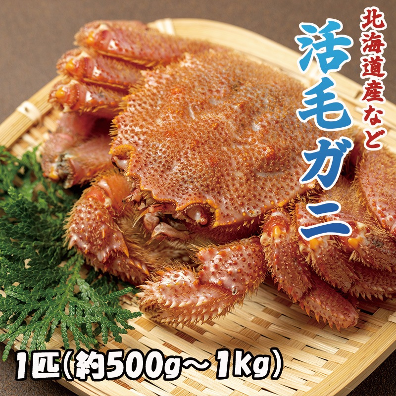 ���ӥ��ˡ�����