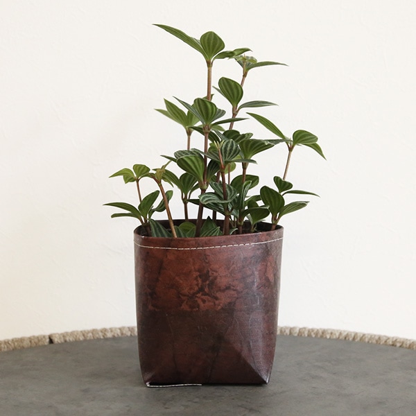 �꡼�� �ץ�󥿡����С� ȭ���С� S/M/L �ڥ꥾���ȥ���ƥꥢ��