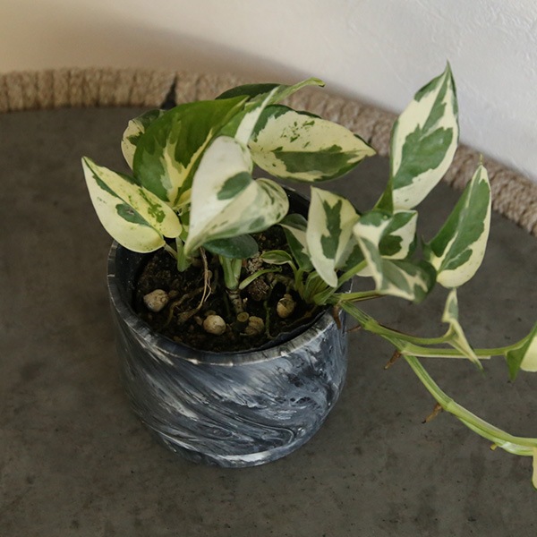 HOPE ȭ եݥå ľ10cmǥ顼5Τ줫襤ץ󥿡ݥå ڥ꥾ȥƥꥢ