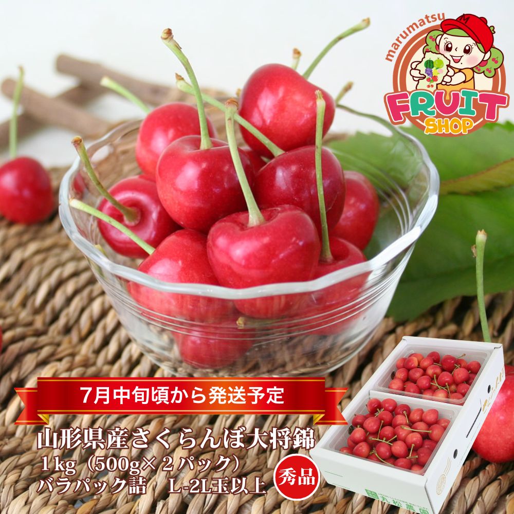 山形県産さくらんぼ「大将錦」1kg(500g×2)(バラ詰め)Ｌ～2Ｌ玉