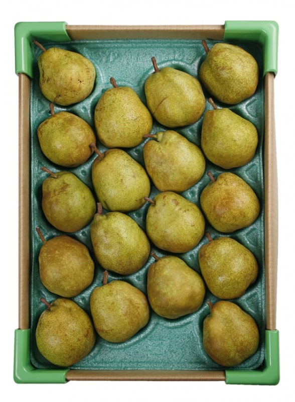 ����ʧ���Բġ� ��ͭ�� ���������֥顦�ե�󥹡���5kg�ʥ��������ޤ����ˡ�����̵����