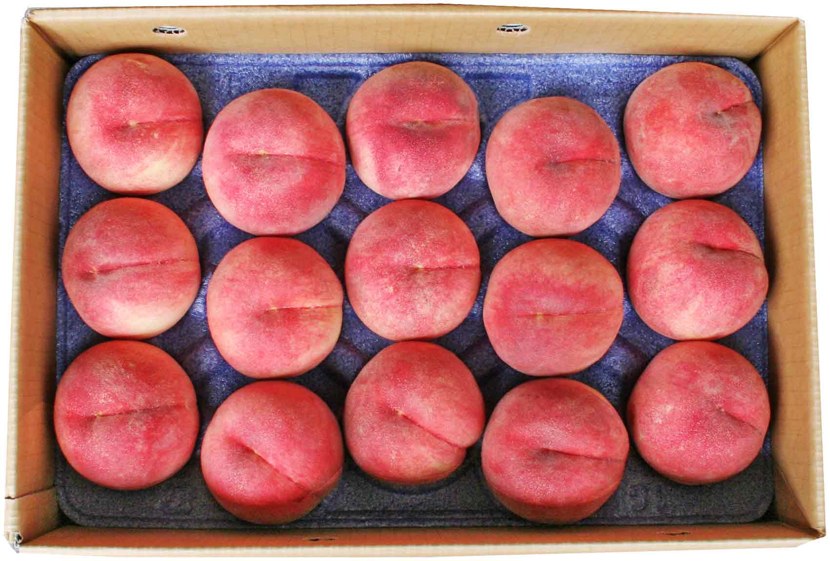 【送料無料】山形県産白桃「品種おまかせ」5kg(12-20玉)