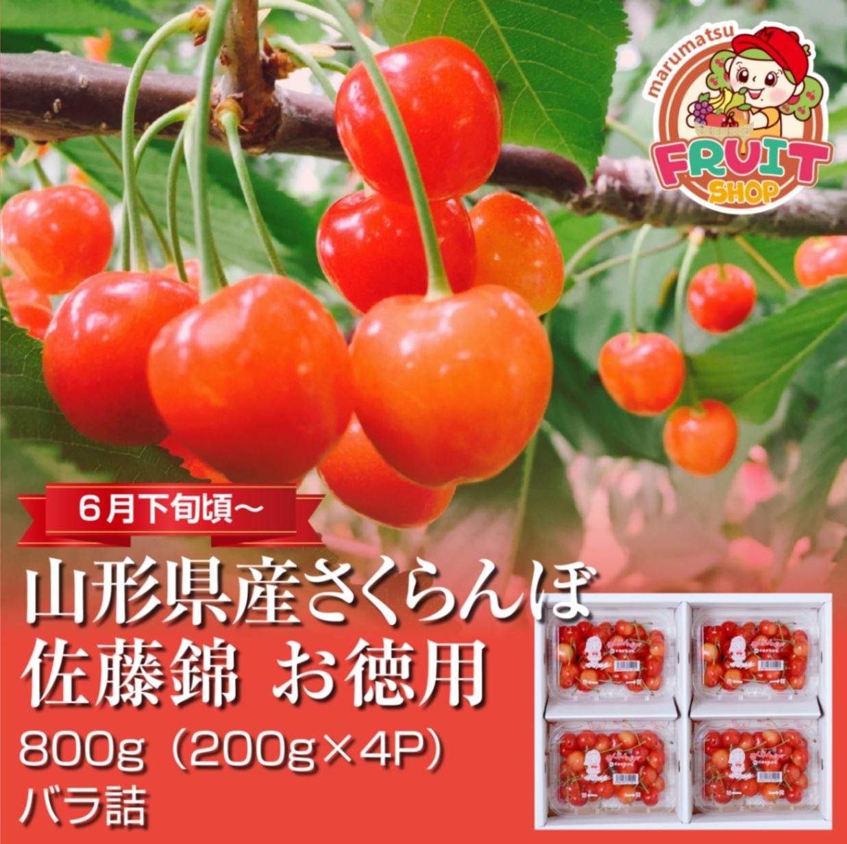 【送料無料】山形県産さくらんぼ「佐藤錦」お徳用800g（200g×4P）バラ詰
