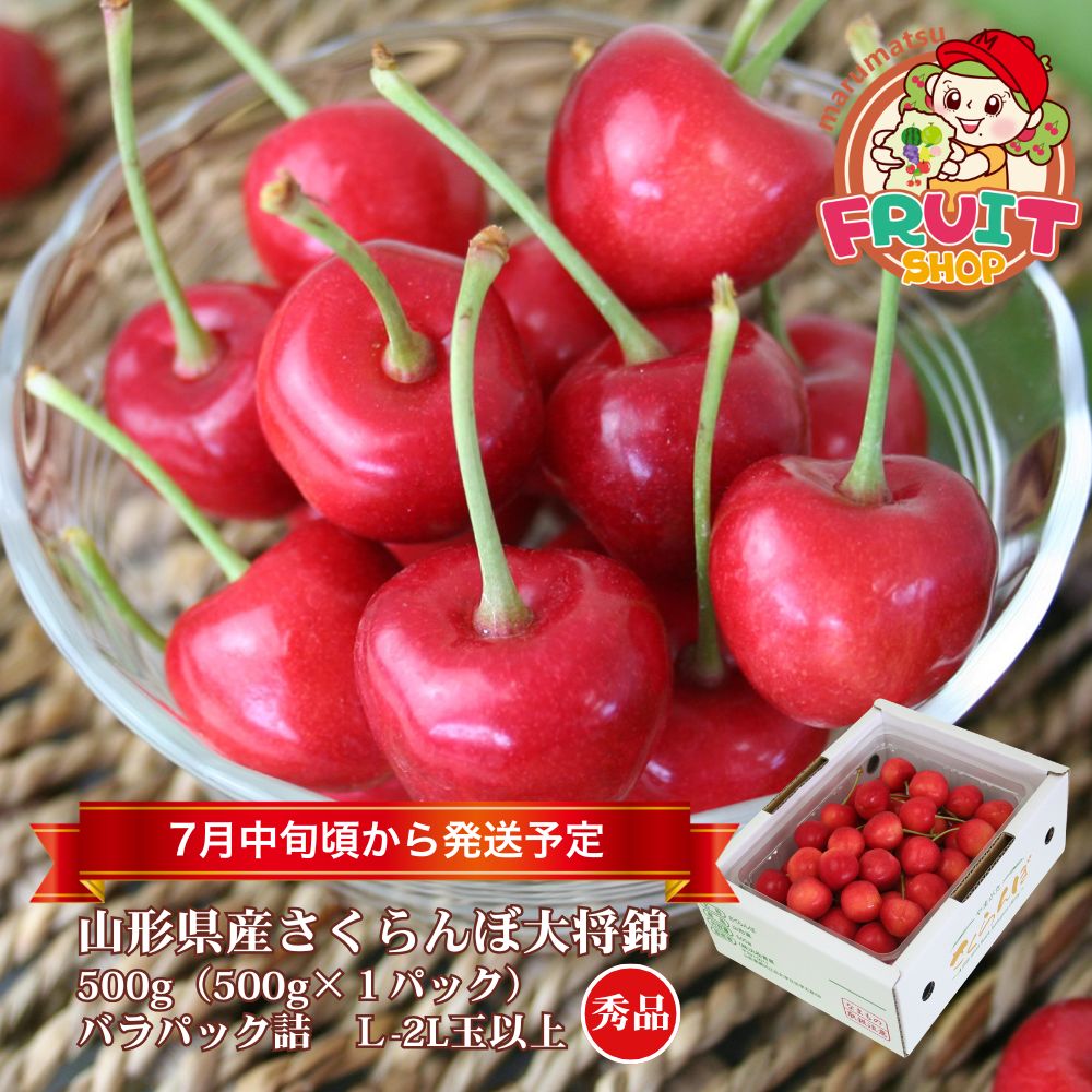 【送料無料】山形県産さくらんぼ「大将錦」500g（500g×1P）バラ詰　Ｌ～2Ｌ玉
